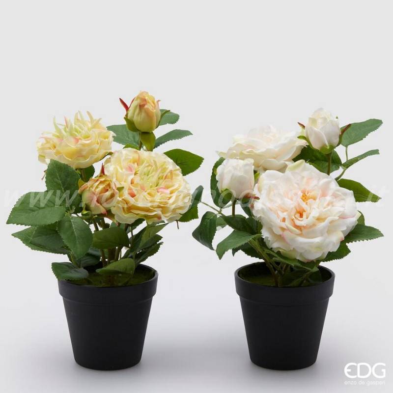 Pianta di Rose Olis Artificiali EDG con Vaso – Bianco - h 28 cm