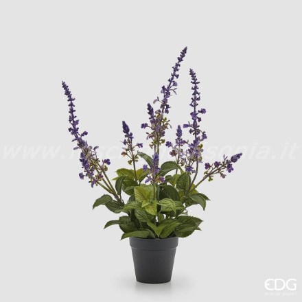 2100472A661-lavanda-con-foglie-edg-h-40